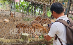 Nuôi hươu, nai lấy nhung và phục vụ du lịch