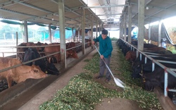 Ông nông dân Phú Thọ có đàn trâu, bò khổng lồ, mỗi năm bán trăm con, bỏ túi 600 triệu