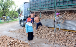 Doanh nghiệp chế biến tinh bột sắn còn yếu công nghệ và chậm mở rộng thị trường