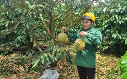 Tình trạng chặt gốc, cạo vỏ, phá hoại sầu riêng, chanh leo, ở Gia Lai khiến dân phải canh vườn 24/24