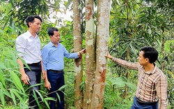Một xã ở Yên Bái chỉ trồng thứ cây bán từ lá đến vỏ mà thu 23 tỷ/năm, nhà nhà khá giả