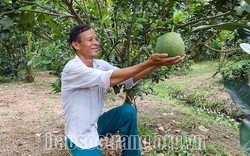 Hàng trăm tấn vú sữa, bưởi xuất sang Mỹ, châu Âu, Sóc Trăng thu “quả ngọt” từ cây ăn trái đặc sản