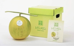 Nông dân Nhật Bản tạo ra giống dưa vàng lai chanh