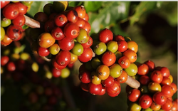 Giá cà phê hai sàn tiếp tục xu hướng tụt dốc, cà phê trong nước giảm bao nhiêu?