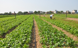 Nam Định có xã nông thôn mới kiểu mẫu đầu tiên, nổi trội về lĩnh vực sản xuất nông nghiệp