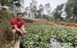 Một nông dân Tuyên Quang nuôi cua đồng trong ao, trong bể xi măng, nhiều người đến xem