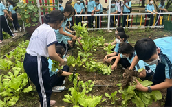 
Xử lý rác trong trường học thành phân hữu cơ, trồng rau xanh mơn mởn