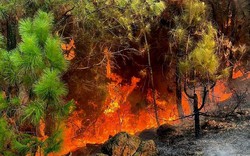 Nghệ An: Rừng lại cháy ở Diễn Phú