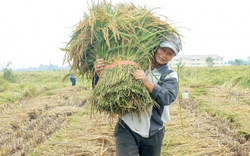 Được cha ông truyền lại giống nếp bể quý hiếm, dân làng này ở Thái Bình quyết giữ cho bằng được