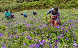Cát cánh là cây gì mà ra hoa đẹp như mơ, nông dân Bắc Hà ở Lào Cai trồng bạt ngàn, cho thu nhập tốt?
