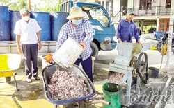 Nuôi 2 loài cá với sáng kiến xử lý nước thải, ông nông dân Kiên Giang giàu lên, lãi hơn 1 tỷ đồng/năm