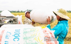 Ấn Độ cấm xuất khẩu gạo, giá gạo Việt Nam liên tục lập "đỉnh", doanh nghiệp cần làm gì? 
