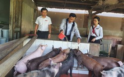 Quảng Nam: Chăn nuôi lợn và bán vật tư nông nghiệp, một nông dân ở Đại Lộc lãi hàng trăm triệu đồng/năm