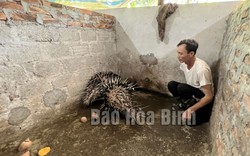 Nông dân nơi này ở Hòa Bình nuôi con đặc sản, có loài ví như "con đại bổ" mà nhà nào cũng giàu lên