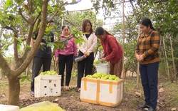 Trồng loại táo quả to bự, ra trái không kịp cản, nông dân Thái Bình hễ hái là bán hết sạch