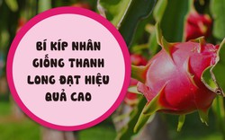 SỔ TAY NHÀ NÔNG: Bí kíp nhân giống cho thanh long ruột đỏ đạt hiệu quả cao