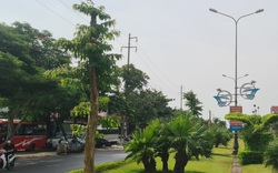 Hải Phòng: Tập trung trồng thay thế những cây bị chết và kém phát triển trên đường Phạm Văn Đồng