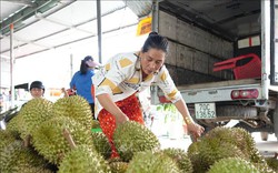 Trồng có 2ha "cây tiền tỷ", một nông dân Tây Ninh lãi 2,7 tỷ khi bán 54 tấn trái sầu riêng
