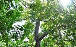 Loại lá hái từ thứ cây mọc vạ vật, ăn khỏe tim, thông kinh mạch, ở một nơi của An Giang là hàng đặc sản
