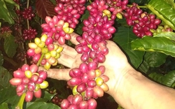 Giá cà phê Robusta "xập xình" khó đoán xu hướng, cà phê Arabica giảm giá nhẹ trên sàn quốc tế