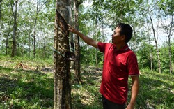 Một nông dân Bình Phước thắng kiện đòi vườn cao su, chỉ rõ doanh nghiệp đứng sau
