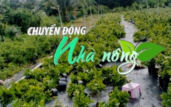 Chuyển động Nhà nông 18/7: Mưa kèm dông lốc gây thiệt hại nhà và hoa màu ở Bến Tre, Vĩnh Long