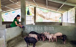Nông dân nuôi lợn ở Hòa Bình thở phào nhẹ cả người khi giá lợn hơi tăng mạnh, hễ bán là cầm chắc ăn lãi