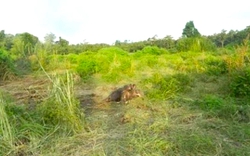 Hà Tĩnh: Phát hiện xác voi nặng khoảng một tấn đang phân huỷ trong rừng