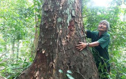 Loại cây cổ thụ cả trăm năm tuổi trong một khu rừng 27ha ở Hà Tĩnh, nghe tên ai cũng cho là báu vật