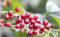 Giá cà phê Robusta đảo chiều giảm, cà phê trong nước cũng mất 200 đồng/kg 