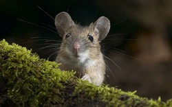 Nếu chuột hoàn toàn biến mất trên Trái Đất, con người sẽ gặp rắc rối lớn