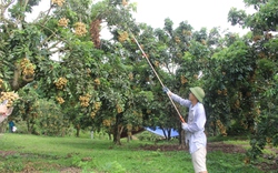 Nông dân vùng biên giới tỉnh Sơn La hồ hởi vào vụ thu hoạch nhãn