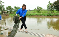 Nuôi cá chạch sụn kiểu gì mà chị nông dân Ninh Bình kéo lên cả tạ, bán cho khách sạn, nhà hàng?