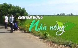 Chuyển động Nhà nông 2/7: Mô hình “Ruộng lúa bờ hoa” - Đẹp cảnh quan, đa lợi ích 