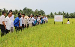 Làm theo cách này, nông dân trồng lúa Vĩnh Long thu lãi khá lại khỏe người