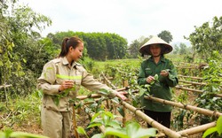Đem cây rừng về vườn trồng, nông dân ở một huyện Nghệ An nhà nào hái bán cũng rủng rỉnh tiền tiêu