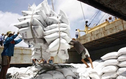 Ấn Độ chính thức cấm xuất khẩu gạo