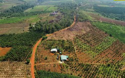 Mối lo cho nông sản Đắk Nông khi thực hiện ‘cấm cửa’ với sản phẩm liên quan đến phá rừng