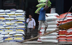 Ấn Độ cấm xuất khẩu gạo tẻ thường