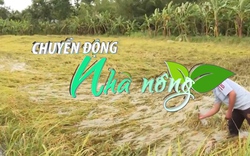 Chuyển động Nhà nông 21/7: Hơn 4.100ha cây trồng tại Hậu Giang bị ảnh hưởng do hoàn lưu bão số 1