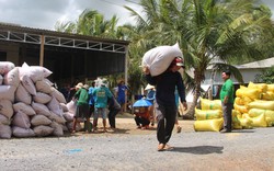 Nước xuất khẩu gạo lớn nhất thế giới ban hành lệnh cấm, doanh nhân kỳ vọng giá gạo Việt lập đỉnh mới