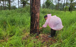 Yêu cầu tạm đình chỉ công tác 2 chủ tịch xã liên quan vụ hơn 200 cây thông "chết đứng"