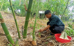 Một nông dân Phú Yên tự trả thu nhập tốt cho chính mình nhờ mô hình trồng tre đào măng bán