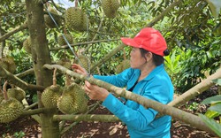 Đắk Lắk: Sầu riêng còn ở trên cây, thương lái mang tiền tận nơi chốt giá cao nhưng người trồng chưa nhận