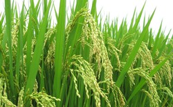 Doanh nghiệp xuất khẩu lúa gạo Việt Nam liệu có thu lợi lớn từ mảng kinh doanh gạo về cuối năm?