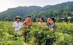 Một nơi ở Thanh Hóa, nông dân trồng vô số cây dược liệu gì, có cây tên lạ, ra hoa lạ mà đổi đời?