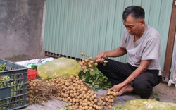 Độc đáo giống nhãn chín muộn ngọt lịm tại vùng ngoại thành Hà Nội