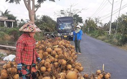 Trung Quốc chuẩn bị kiểm tra quả dừa Việt Nam trước khi cho nhập khẩu