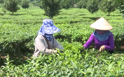 Đây là cách doanh nghiệp, nông dân Lai Châu bắt tay nhau để nông sản chả lo "giải cứu"