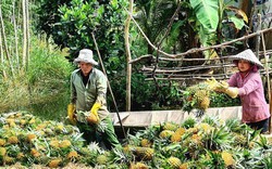 Đây là thứ quả ngon đang mang tiền tỷ về cho nông dân Tiền Giang, bẻ trái đến đâu thương lái khuân đi hết